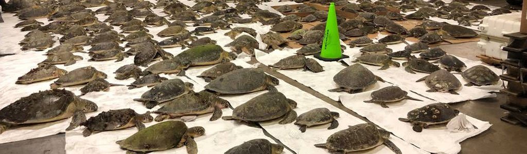 Beach-cleaning1 turtles